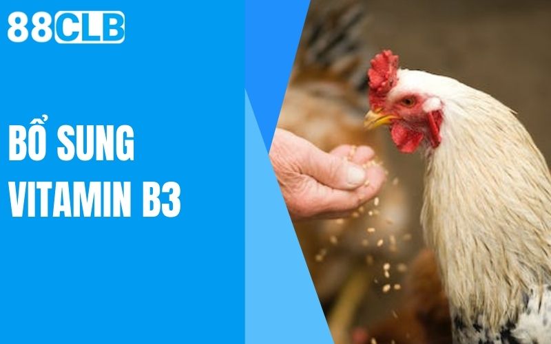 bổ sung vitamin b3