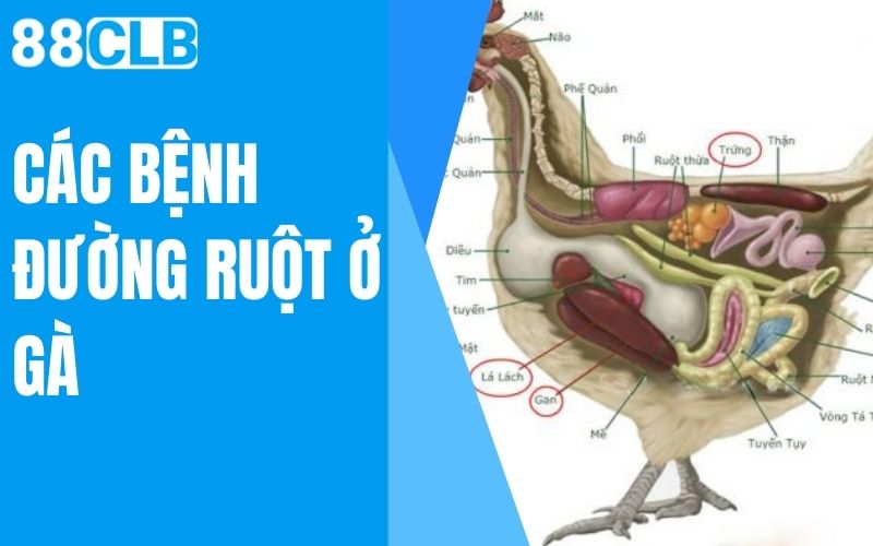 các bệnh đường ruột ở gà