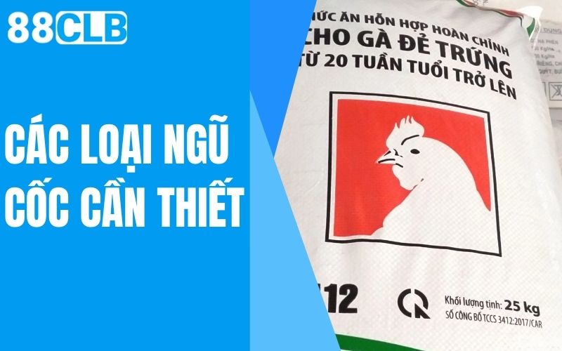 các loại ngũ cốc cần thiết