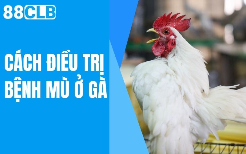 cách điều trị bệnh mù ở gà