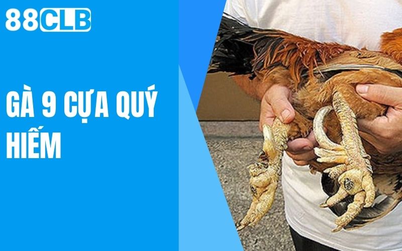 gà 9 cựa quý hiếm