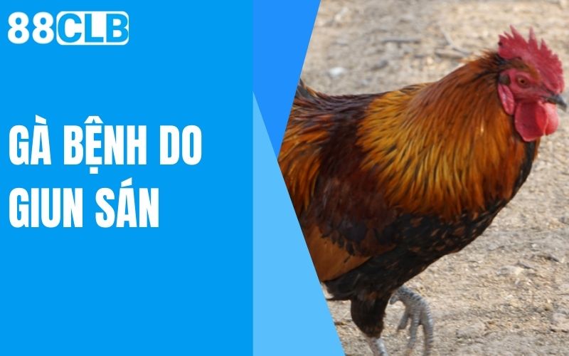 gà bệnh do giun sán