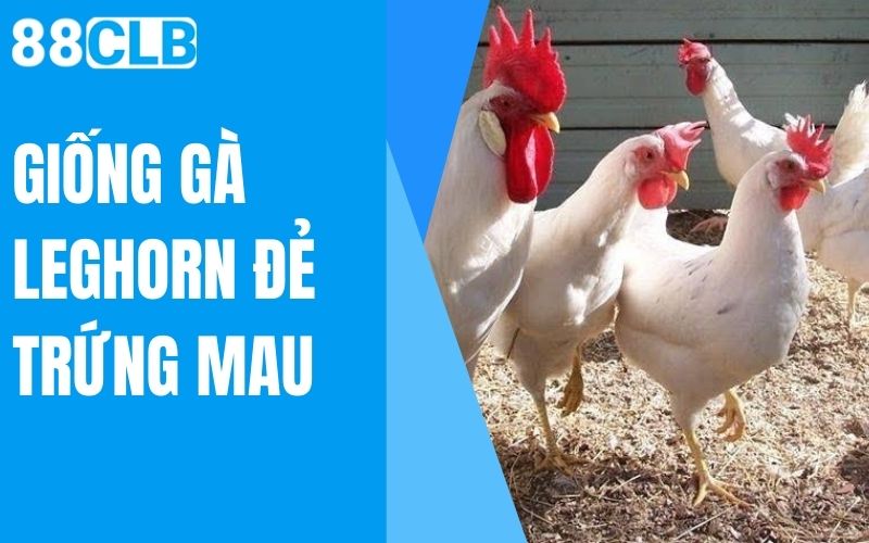 giống gà leghorn đẻ trứng mau