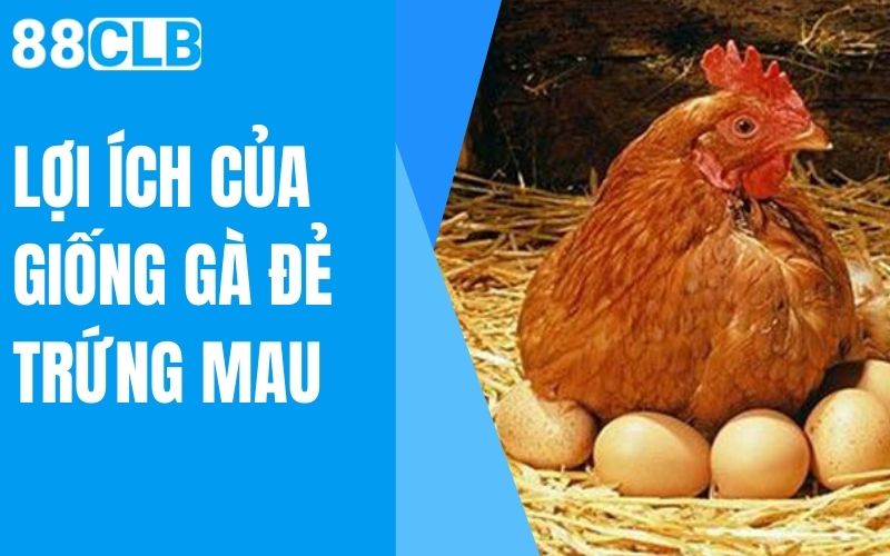 lợi ích của giống gà đẻ trứng mau