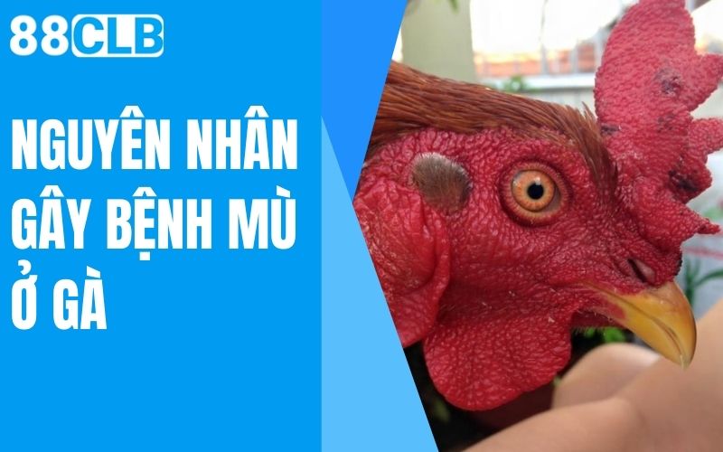 nguyên nhân gây bệnh mù ở gà