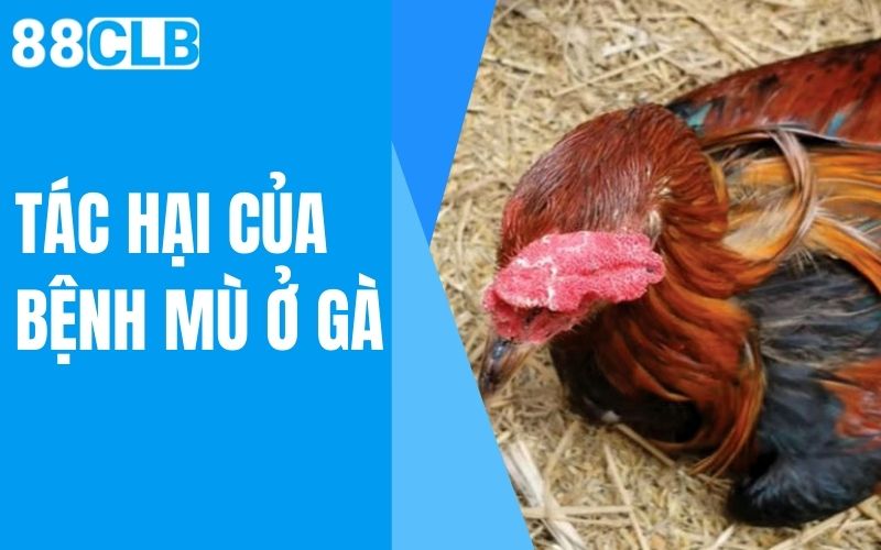 tác hại của bệnh mù ở gà